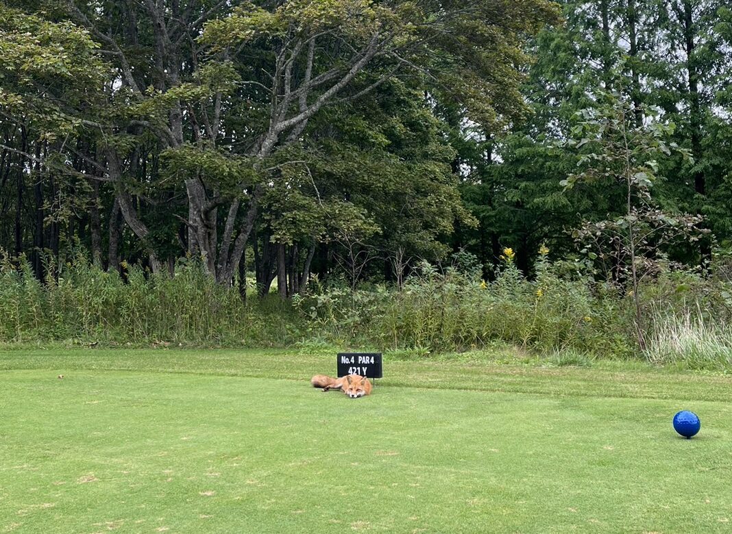 Description of the image